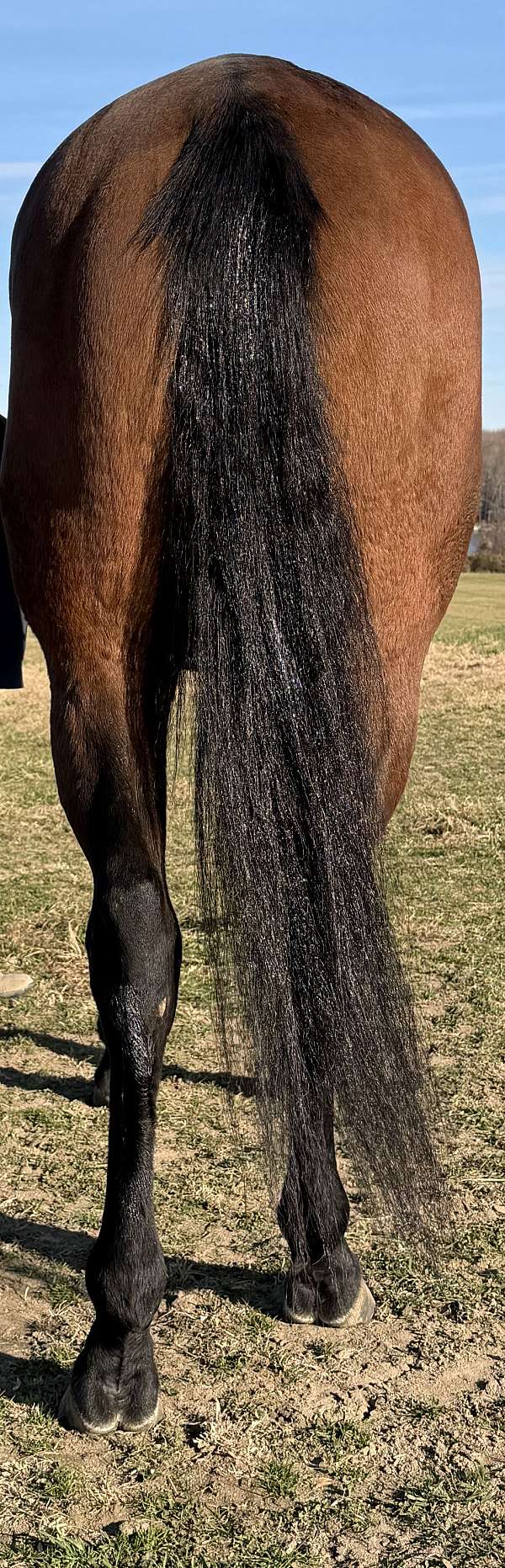 bay-mare-thoroughbred-pony