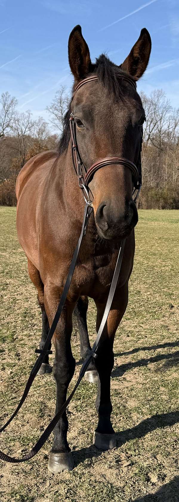 bred-thoroughbred-pony