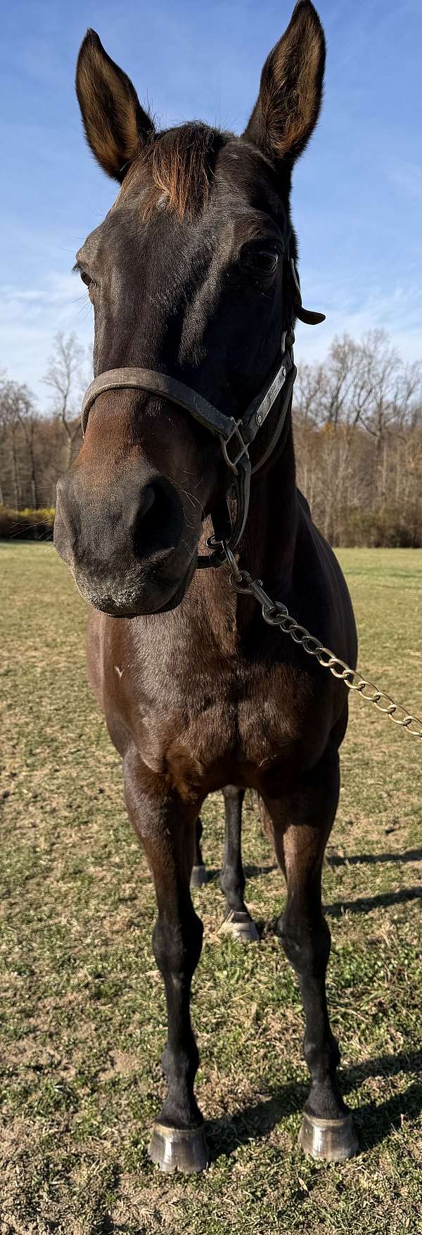 sporthorses-thoroughbred-horse