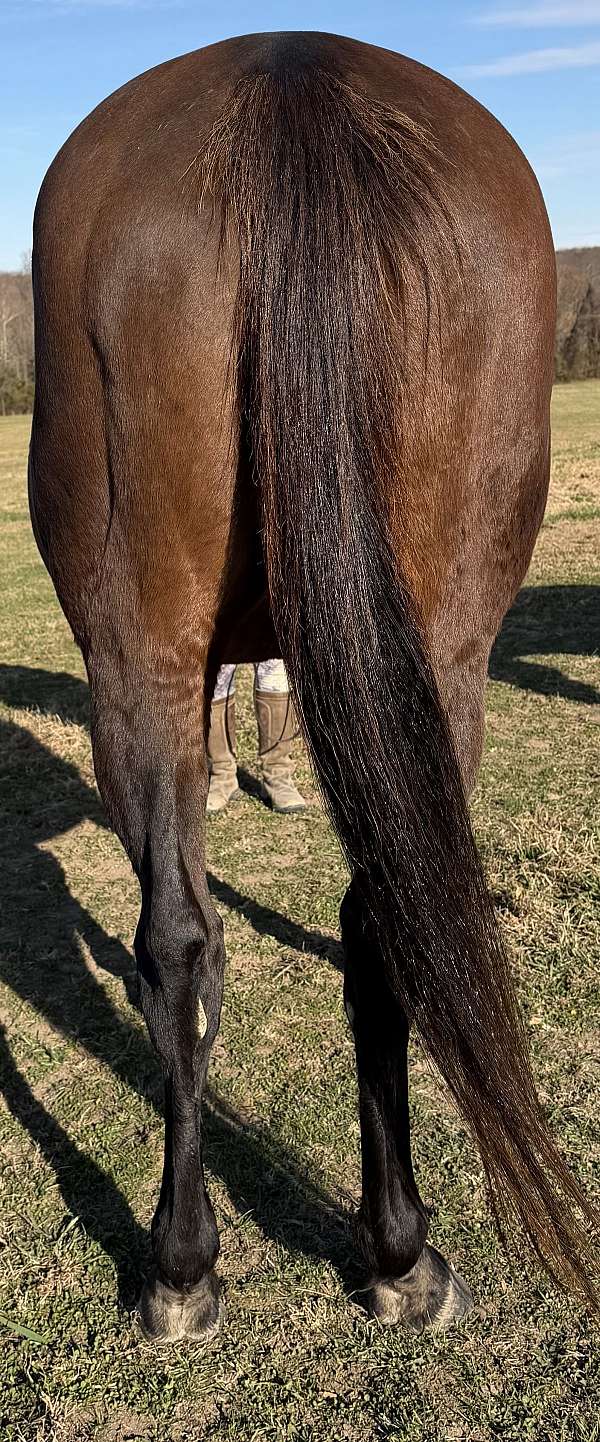 sporthorses-mare