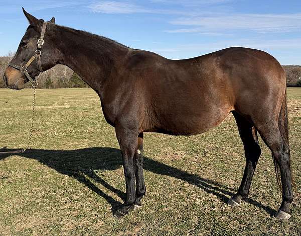 affordable-thoroughbred-horse