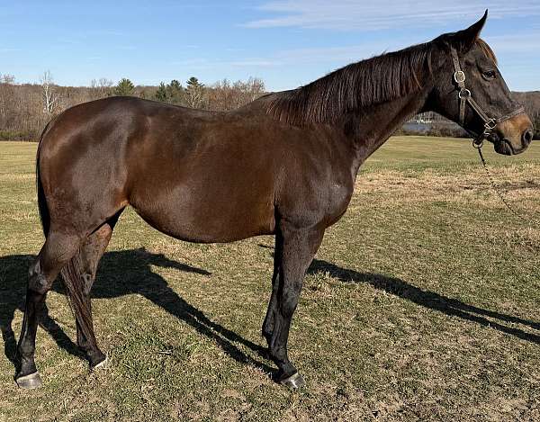 all-around-thoroughbred-horse