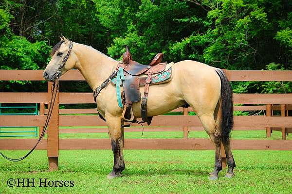all-around-quarter-horse