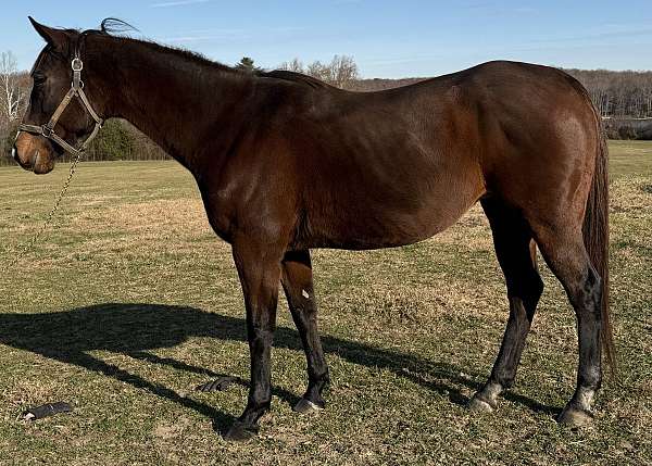 stallion-station-thoroughbred-horse
