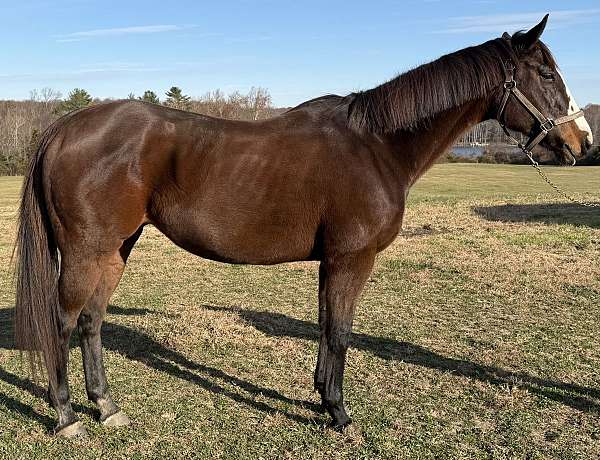 prospector-mare
