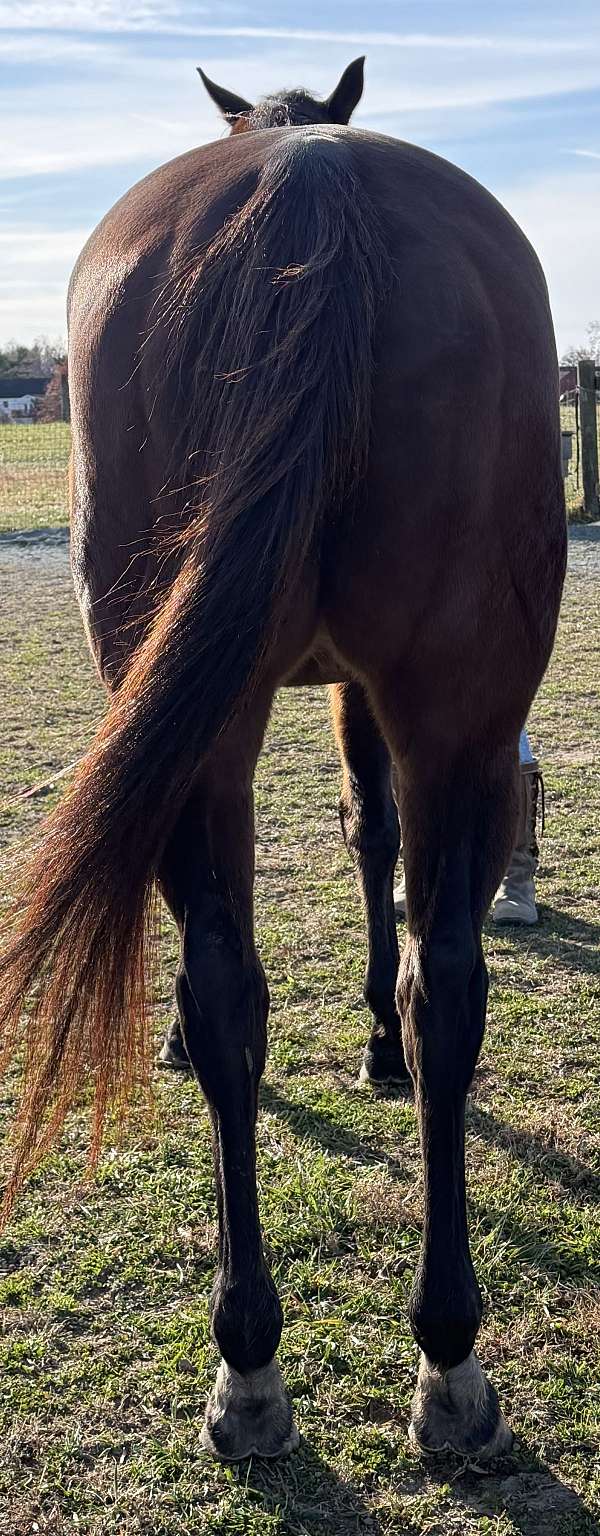 stallion-station-mare