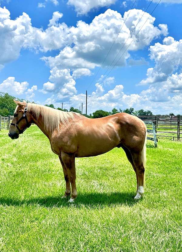 ranch-draft-palomino-horse