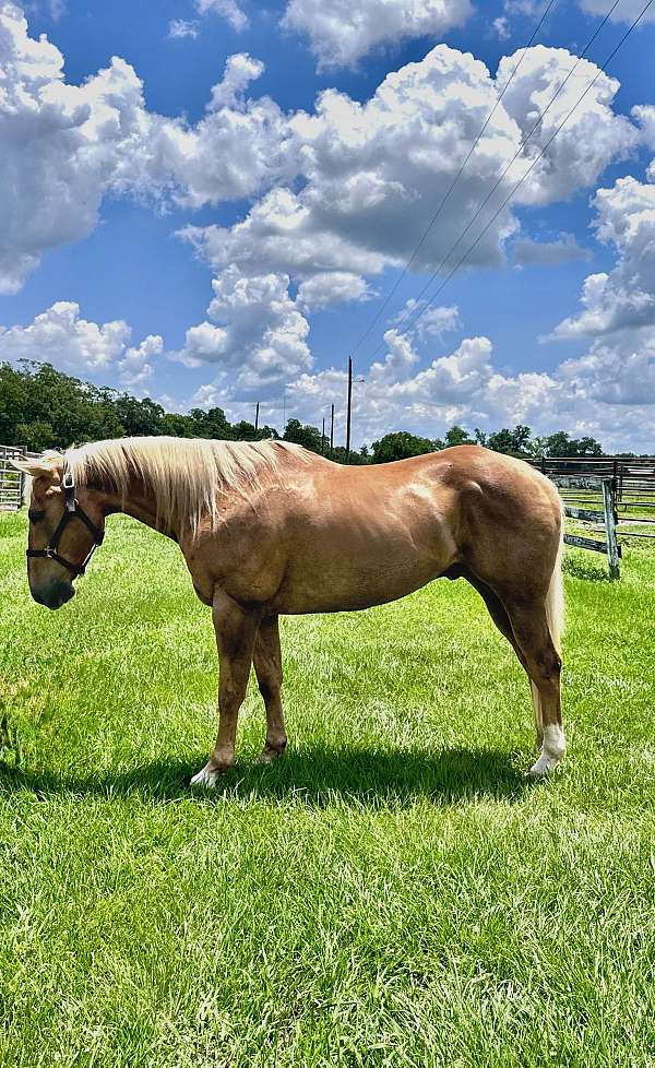working-draft-palomino-horse