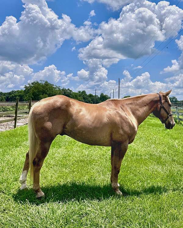 gelding