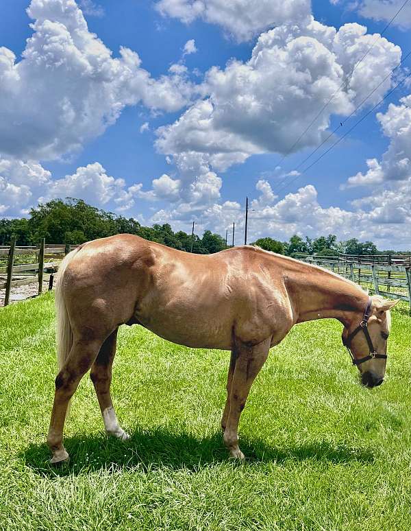 cross-draft-palomino-horse