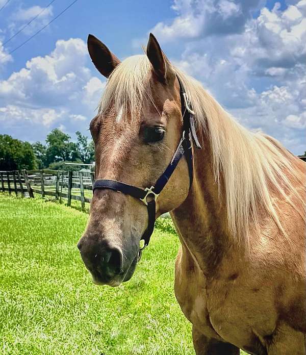 draft-draft-palomino-horse
