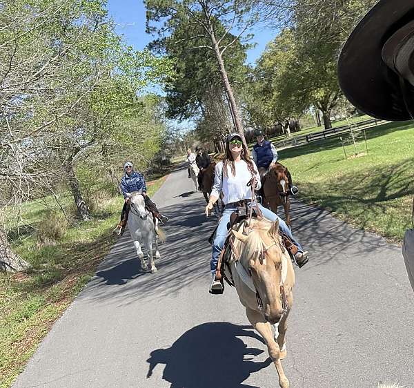 palomino-draft-gelding