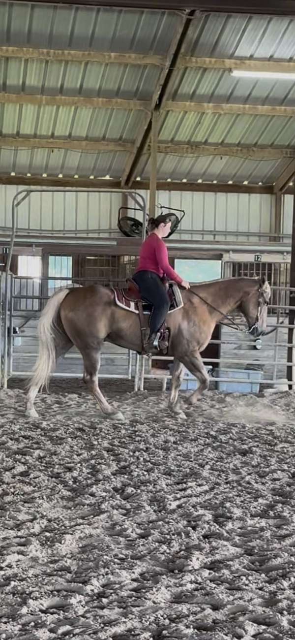 palomino-cross-horse