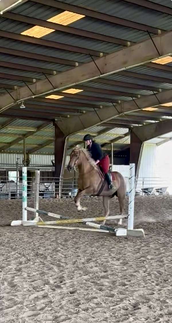 palomino-draft-horse