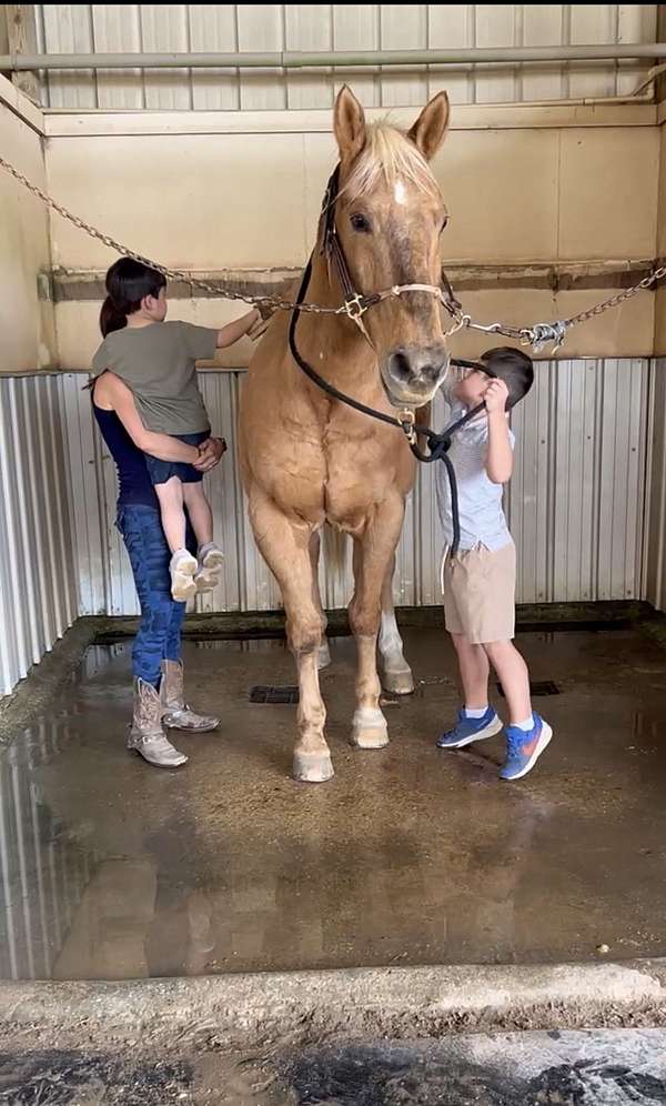 palomino-working-horse