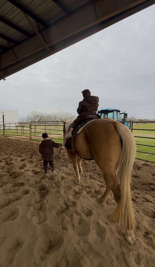 cross-gelding