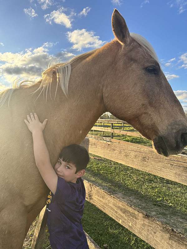 ranch-gelding