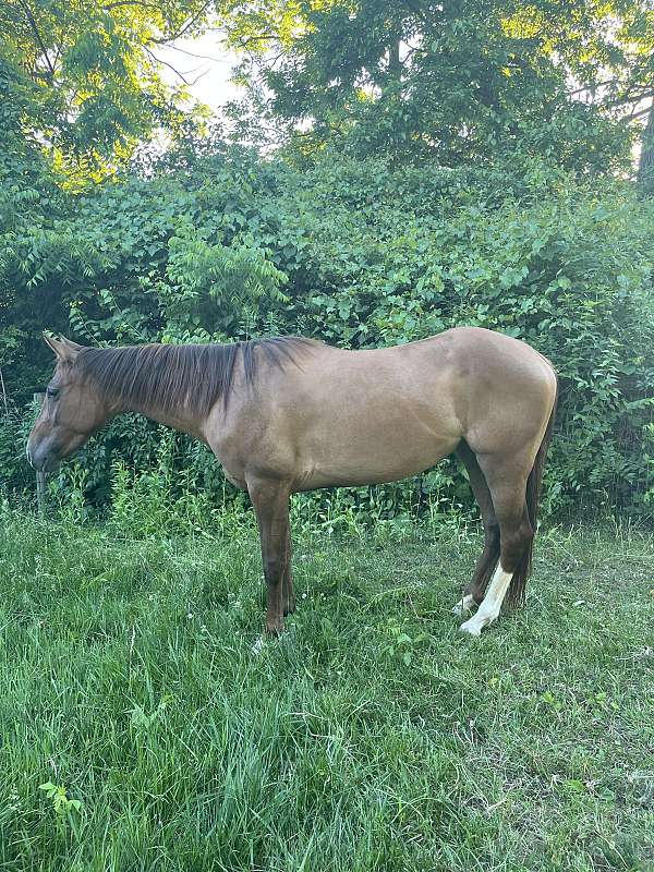 quarter-horse-mare