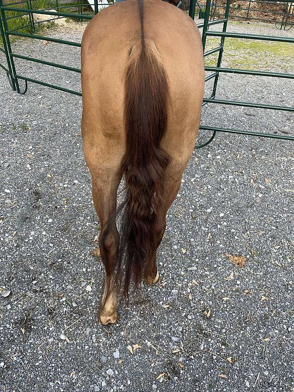 quarter-horse-for-sale