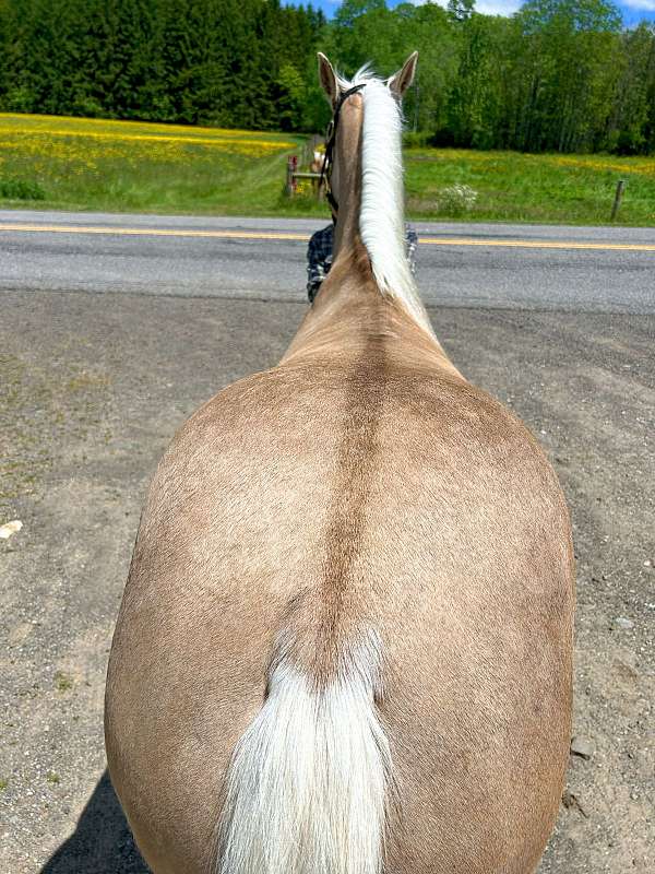 barrel-quarter-horse