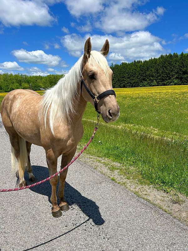 all-around-quarter-horse