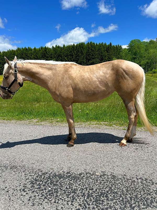 athletic-quarter-horse