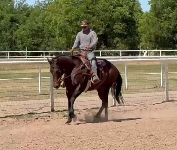 arena-quarter-horse