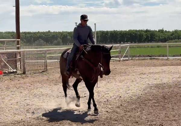 beautiful-quarter-horse