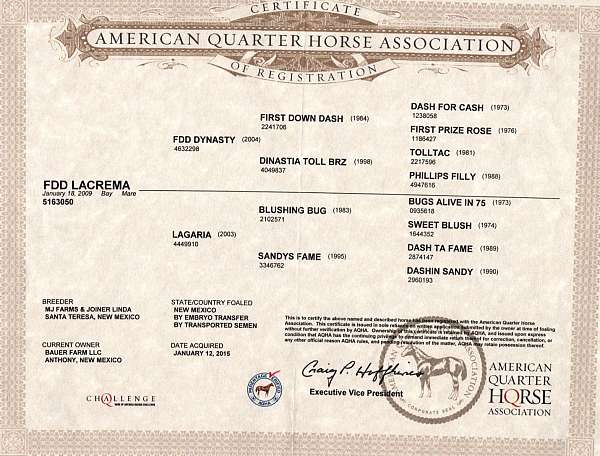 broodmare-quarter-horse