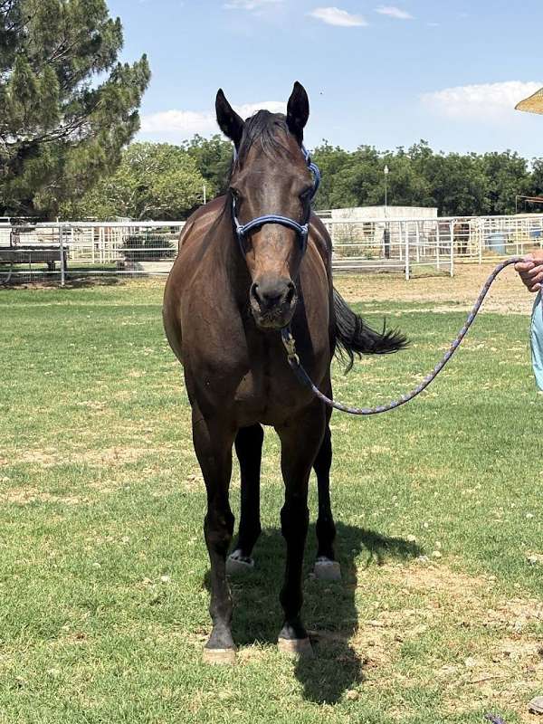 aqha-quarter-horse