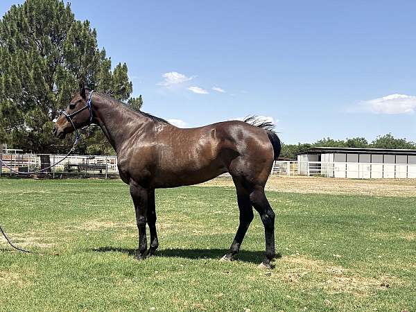 aqha-mare-quarter-horse