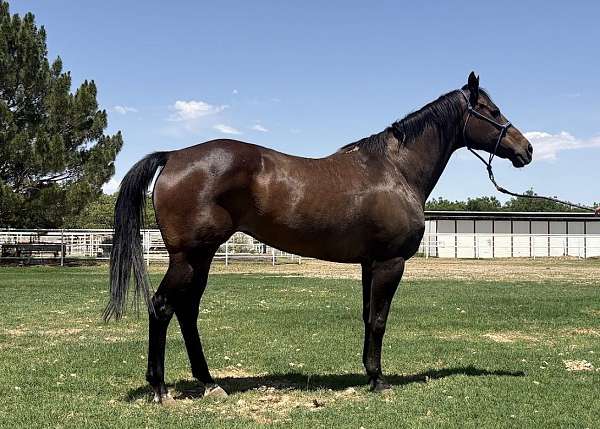 fdd-dynasty-quarter-horse