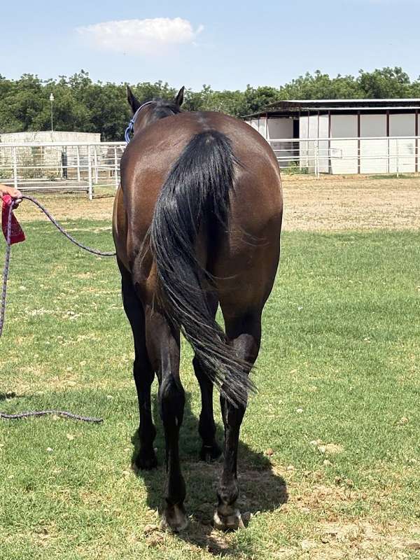fdd-dynasty-horse