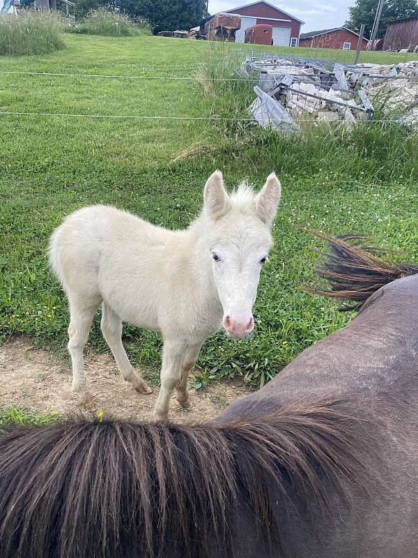 white-mule-thoroughbred-for-sale