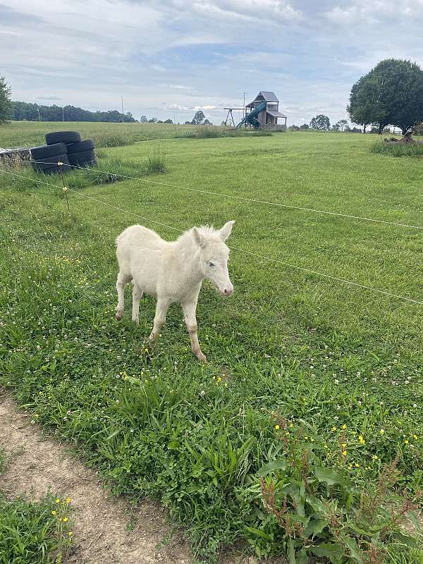 white-mule-thoroughbred