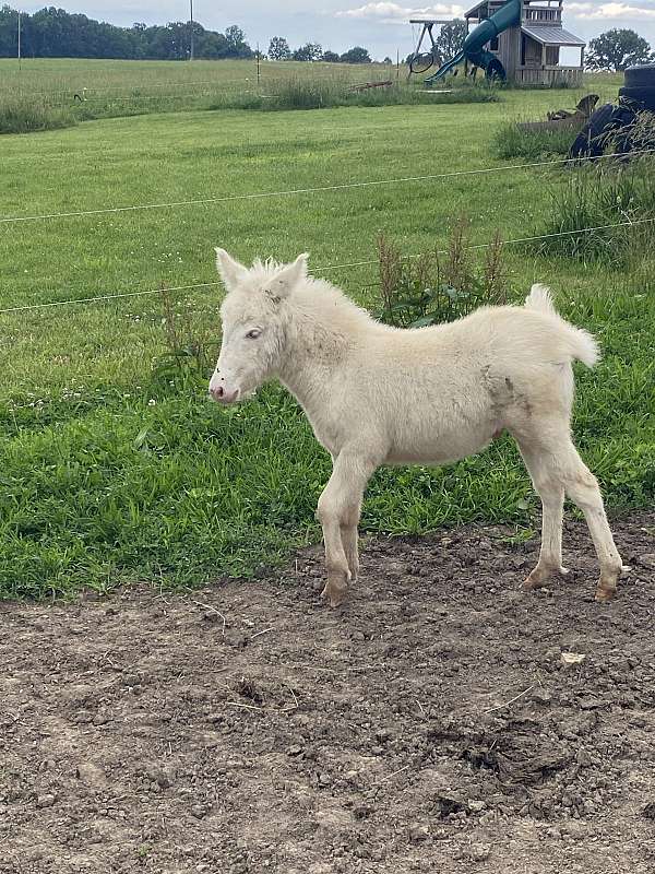 white-mule-thoroughbred-horse