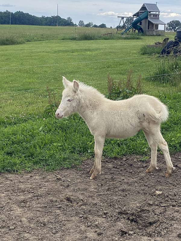 mule-thoroughbred-horse-for-sale