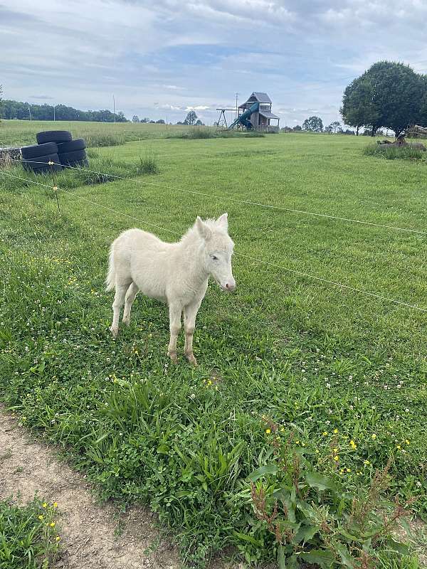 mule-thoroughbred