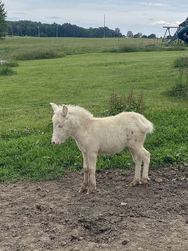 mule-for-sale