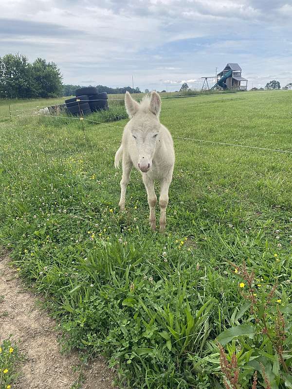 mule-colt