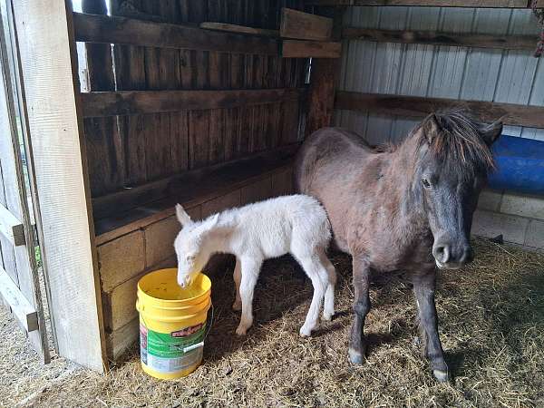mule