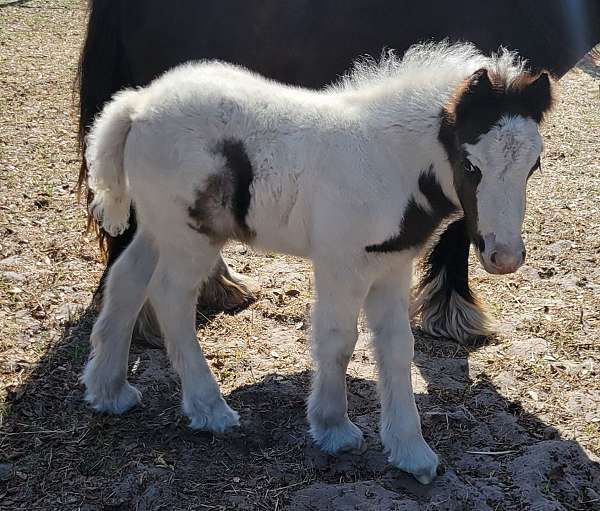 white-import-horse
