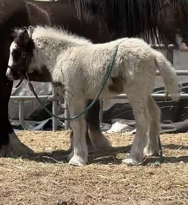 import-colt-mare