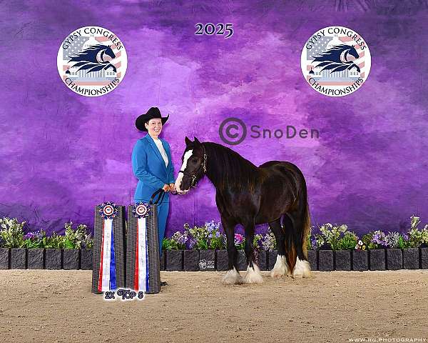 black-ghra-gvhs-colt-mare