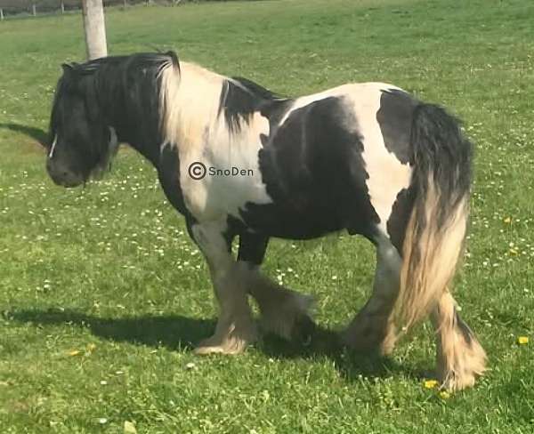 tobiano-ghra-gvhs-colt-mare