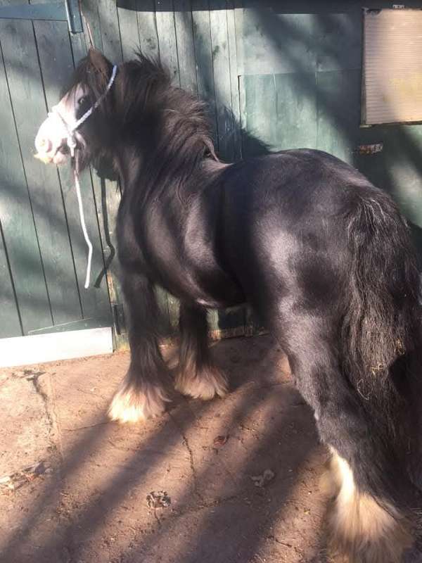 black-ghra-gvhs-horse