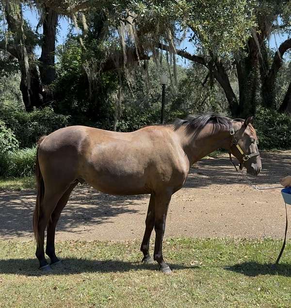 ground-trained-trakehner-horse