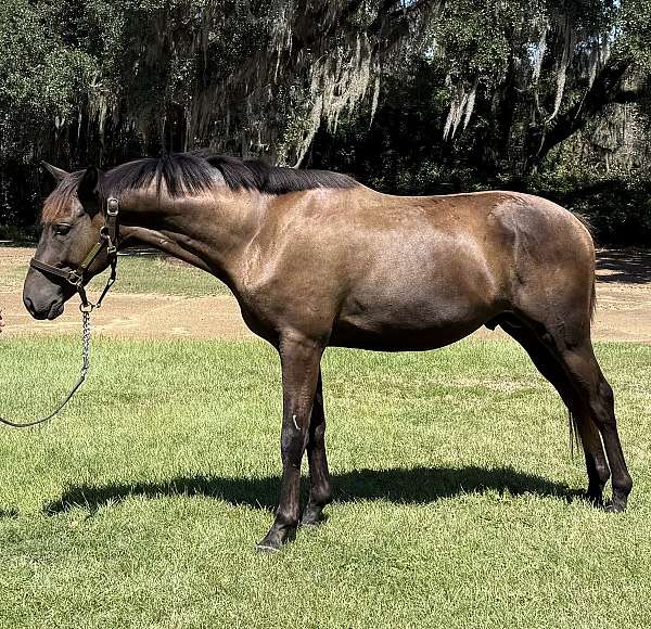 young-horse-trakehner