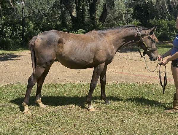breeding-thoroughbred-trakehner-horse