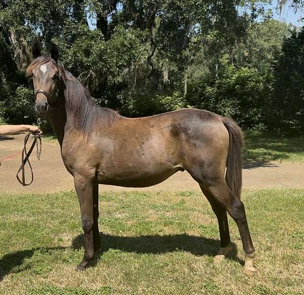 driving-thoroughbred-trakehner-horse